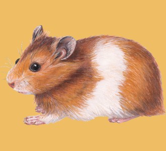 hamster dorado
